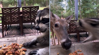 Curious deer learns not to mess with a hungry raccoon and its snack - Fox News