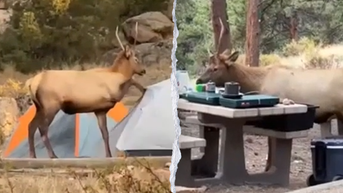 Uninvited elk steals the show as campers prepare breakfast at Colorado park - Fox News