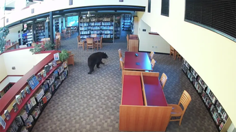 Animal's alarming appearance at public library caught on camera - Fox News