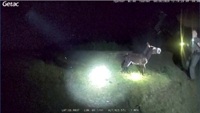 Donkey owner demands justice after police shooting kills beloved pet - Fox News
