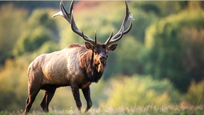 First US wildlife case of flesh-eating parasite confirmed in Texas, USDA says - Fox News