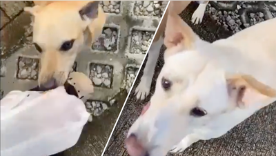 Hungry dogs ambush shopper, steal his takeout food in hilarious moment - Fox News