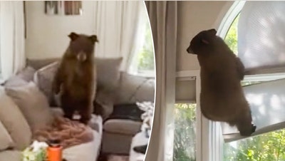 Curious bear cub breaks into family's Colorado house and makes itself at home - Fox News