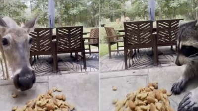 Deer gets stern warning after moving in on hungry raccoon's dog food - Fox News