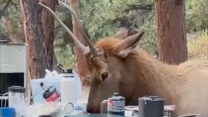 Bold elk crashes campers' breakfast, uses antlers to poke at tents in Colorado - Fox News