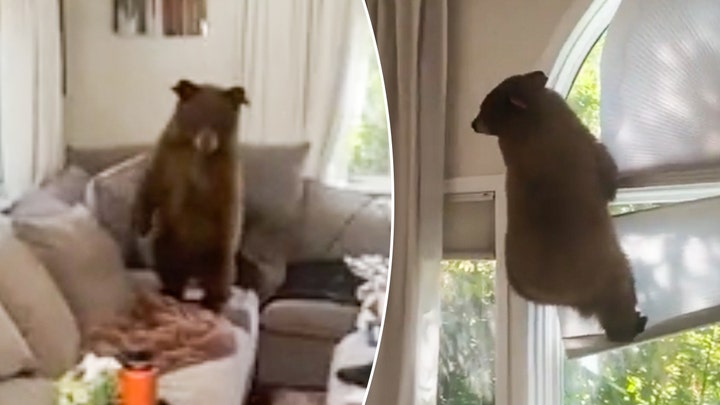Curious bear cub breaks into family's Colorado house and makes itself at home - Fox News