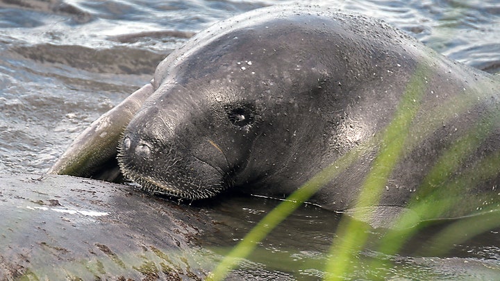 Florida La fauna silvestre corre un grave peligro tras el paso de Isaias, mientras las autoridades están atentas a los manatíes varados - Fox News