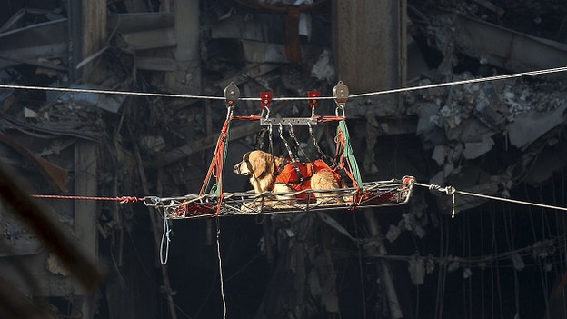 Four-legged heroes of 9/11 searched rubble, found survivors and comforted a nation