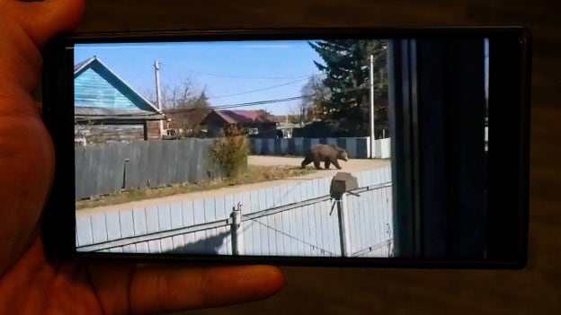 Russian authorities fine woman for creating AI-generated image of bear as a prank: Report