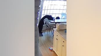 Family wakes up to bear STEALING breakfast from their kitchen