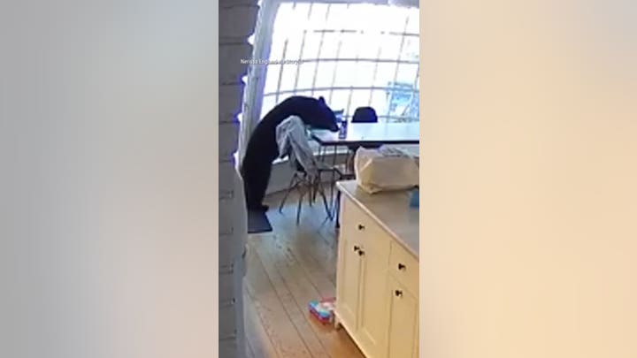 Family wakes up to bear STEALING breakfast from their kitchen