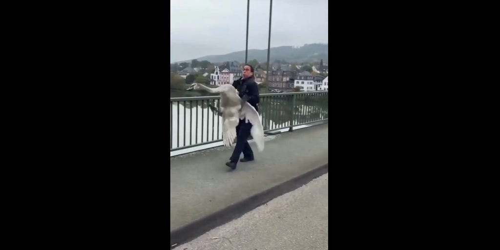 Officer rescues hissing swan from busy bridge after it blocks traffic
