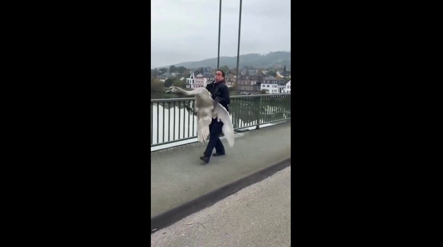 Officer rescues hissing swan from busy bridge after it blocks traffic
