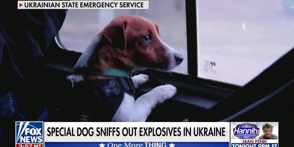 Ukrainian military dog credited with clearing 90 explosive devices