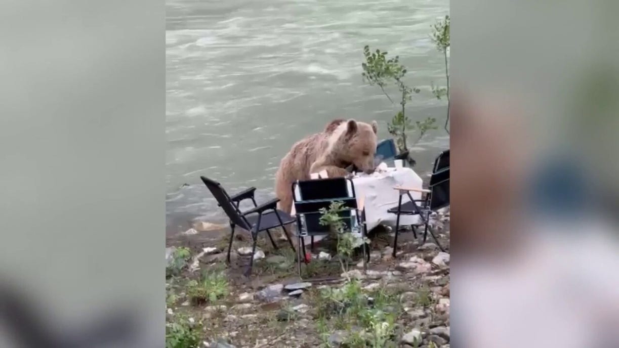 Hungry bear calmly raids picnic spread after approaching tourists in park