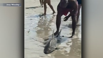 NC beachgoers pull shark from ocean, remove hook from its mouth