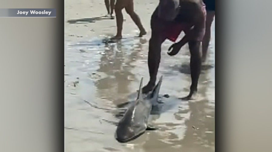 Beachgoers pull shark from ocean in North Carolina