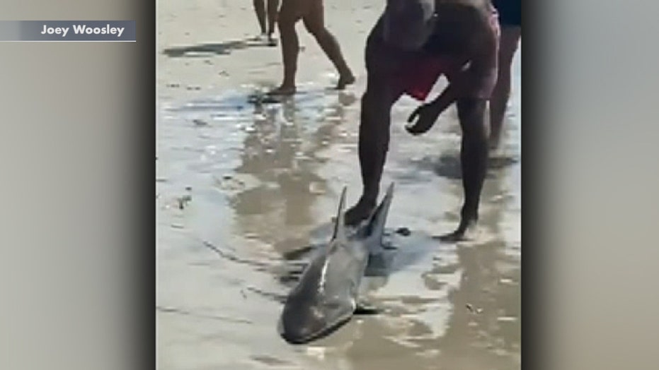 Beachgoers pull shark from ocean in North Carolina