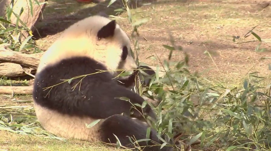 3 Giant Pandas Leave Dc S Smithsonian National Zoo For China Ending 50 3 Giant Pandas Leave Dc S Smithsonian National Zoo For China Ending 50