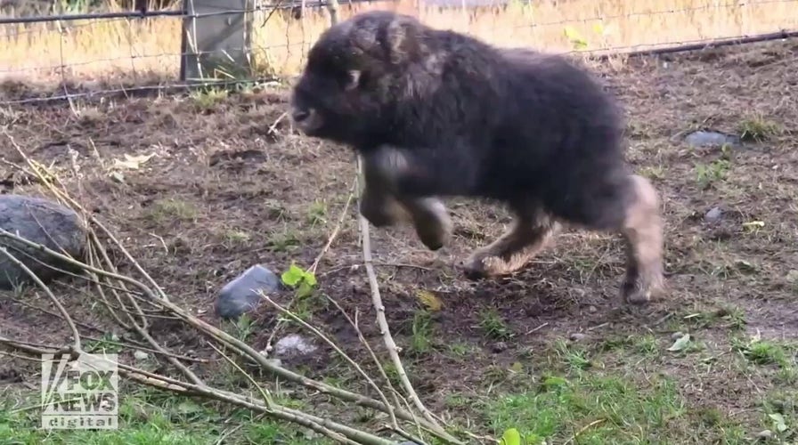 Baby muskox kicks up its heels at Point Defiance Zoo & Aquarium in Tacoma, Washington