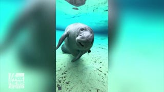 Florida manatee shows off water skills for the camera - Fox News