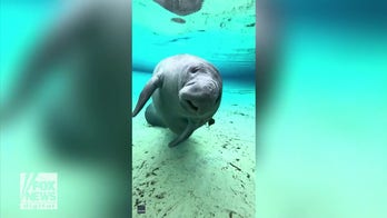 Florida manatee shows off water skills for the camera