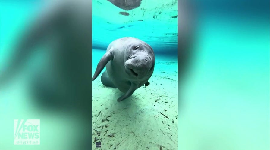 Florida manatee shows off water skills for the camera