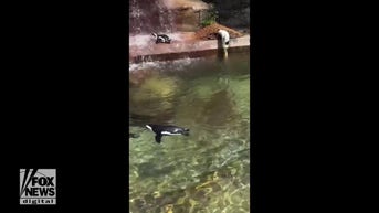WATCH: Zoo penguins cool off