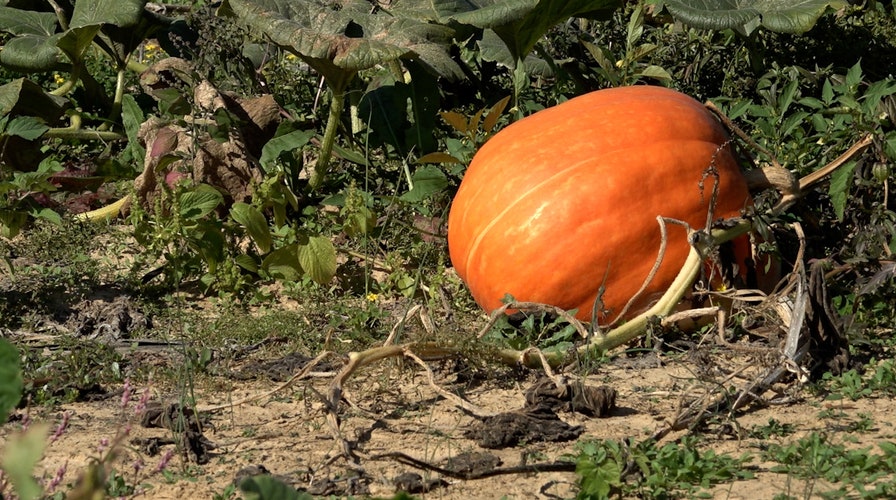 Drought conditions across the U.S. hurt the pumpkin harvest.