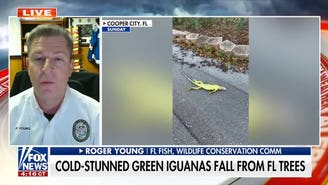 Florida helps remove more than 2,000 'cold-stunned' iguanas during freeze
