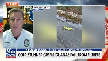 Florida helps remove more than 2,000 'cold-stunned' iguanas during freeze