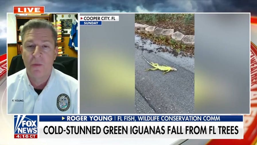 Florida helps remove more than 2,000 'cold-stunned' iguanas during freeze