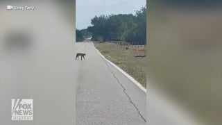 Florida bobcat stalks alligator across rural road in viral video - Fox News