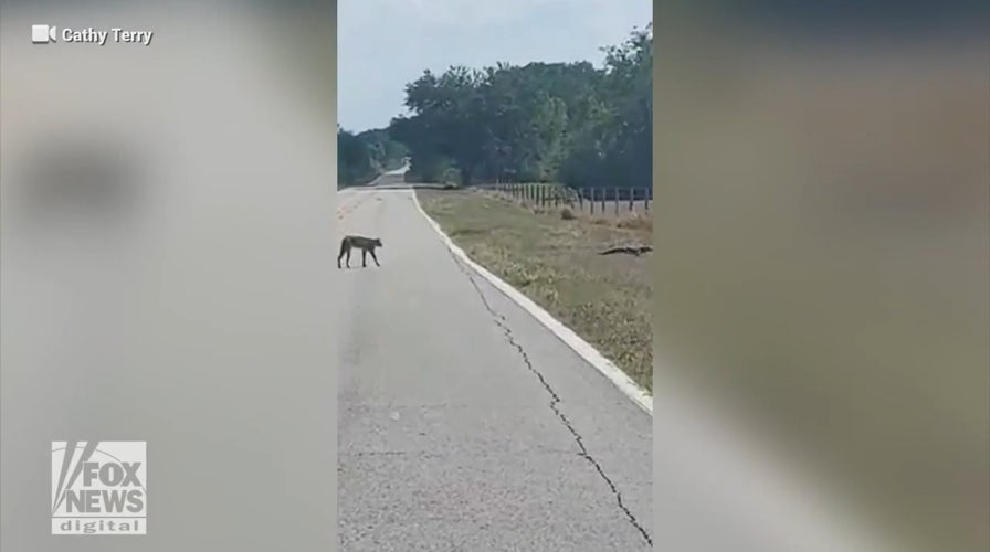 Florida bobcat stalks alligator across rural road in viral video