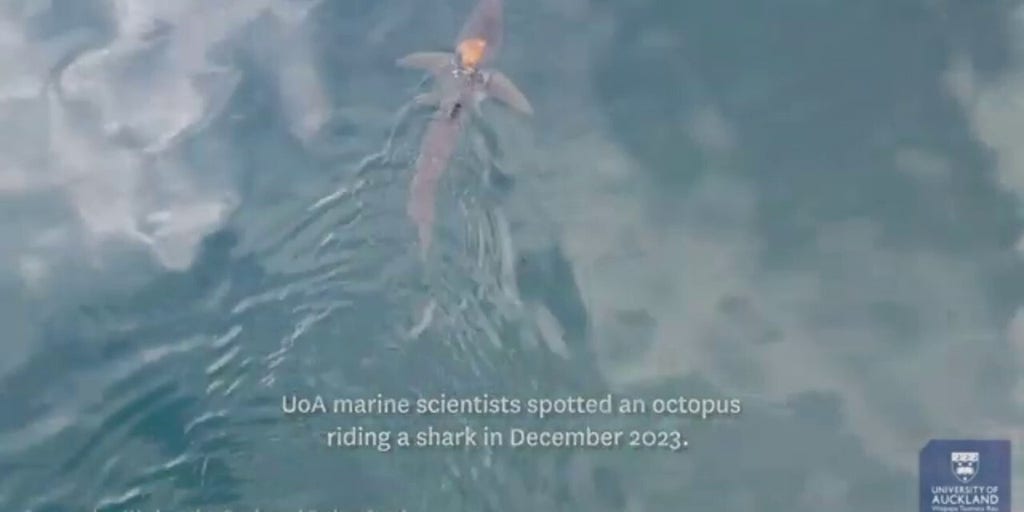 Scientists discover 'sharktopus' — an octopus riding a shark