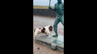 Pup thinks statue is a person, wants to play - Fox News