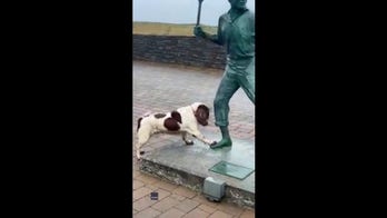 Pup thinks statue is a person, wants to play