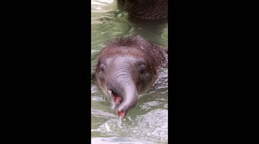 Baby elephant takes its first swim