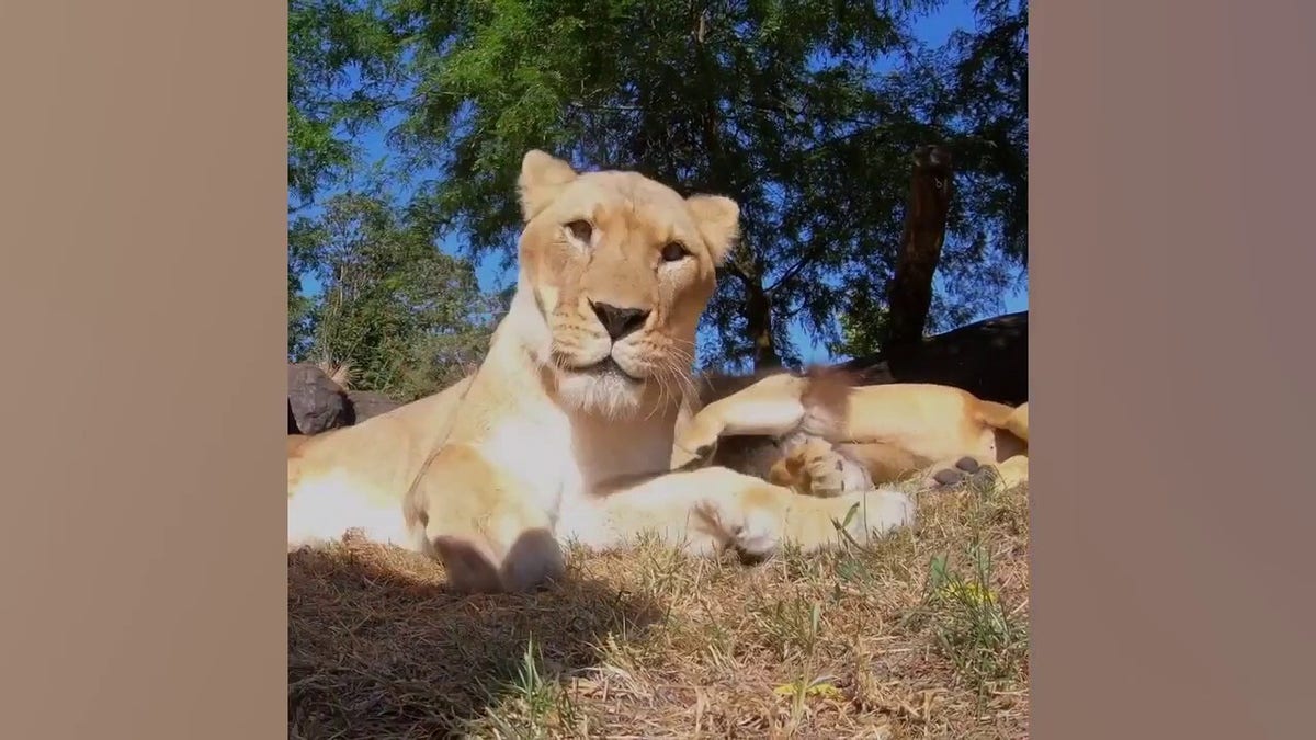 Watch what happens when Oregon Zoo lions find hidden camera in