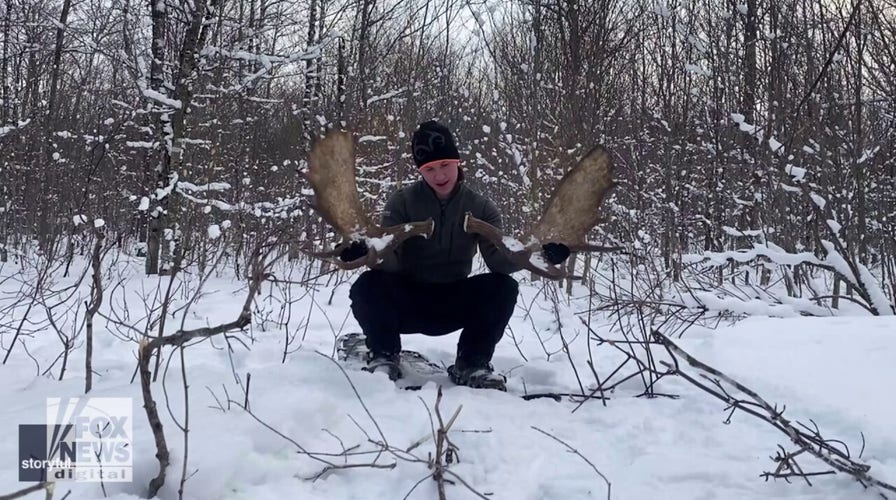 Watch this moose shed its antlers in a rare moment caught on video