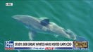 One of the world’s largest great white shark hotspots is in the US, study says