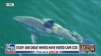 One of the world’s largest great white shark hotspots is in the US, study says