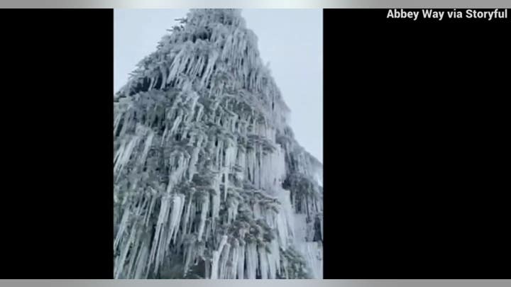 Tree covered in beautiful icicles spotted by snowboarder