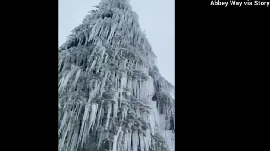 Tree covered in beautiful icicles spotted by snowboarder