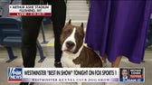 Westminster’s ‘Best in Show’ dogs air on Fox Sports 1 at 7 pm EST