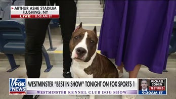 Westminster’s ‘Best in Show’ dogs air on Fox Sports 1 at 7 pm EST