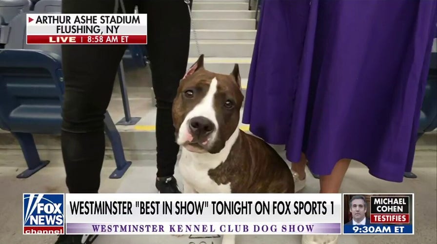 Westminster’s ‘Best in Show’ dogs air on Fox Sports 1 at 7 pm EST