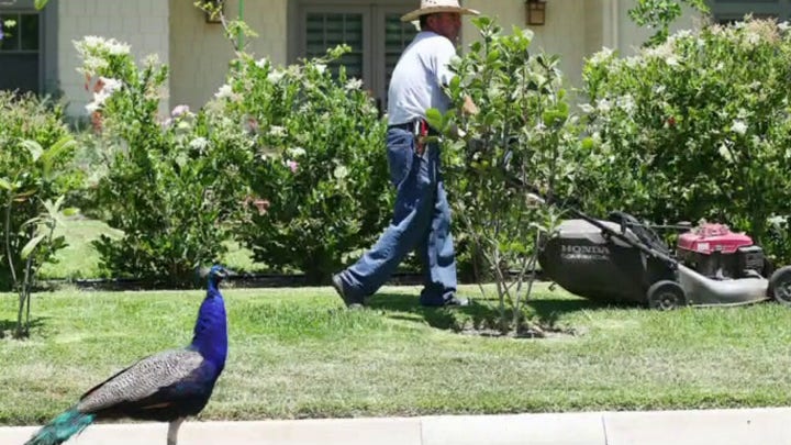 LA votes to ban people from feeding Peacocks