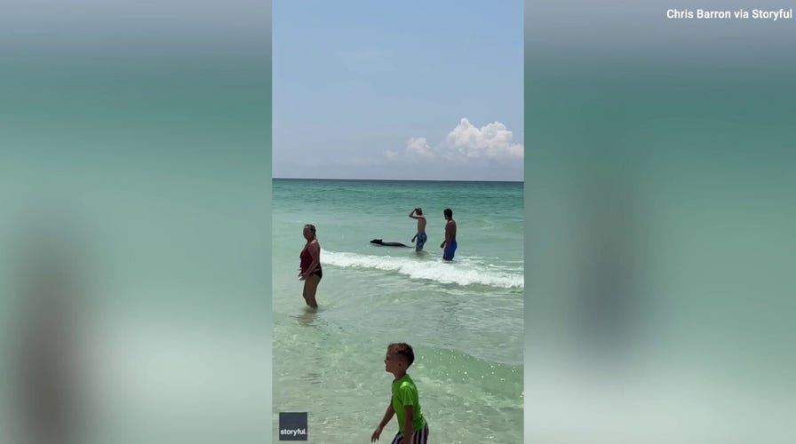 Black bear spotted swimming in crowded Florida beach