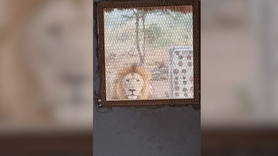 Lion stares, growls at nature guide from outside a kitchen window: video